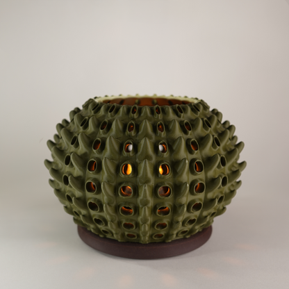 Cactra