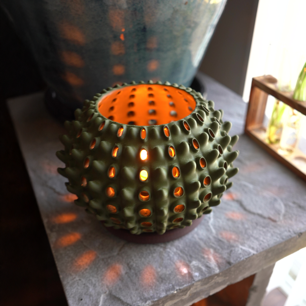 Cactra