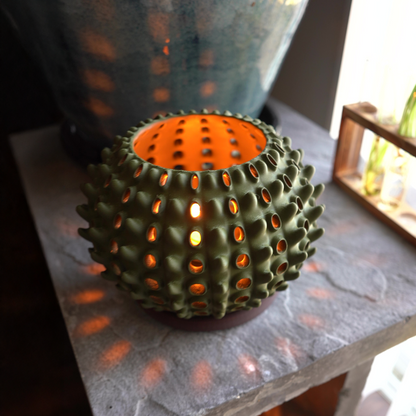 Cactra